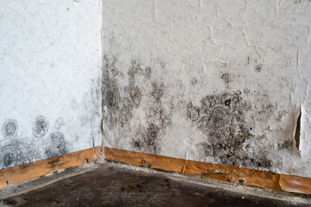 Best Attic Mold Removal  in Apex, NC